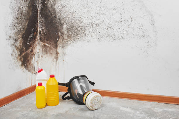 Best Localized Mold Remediation (e.g., coastal areas, humid climates) in Sterling City, TX