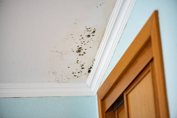 Best Health and Safety Mold Remediation in Sterling City, TX