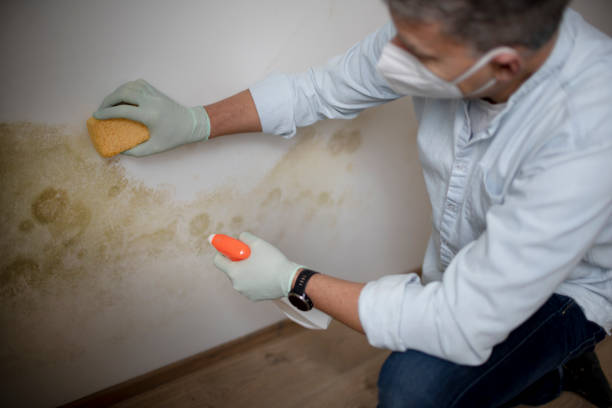 Best Mold Remediation for Schools in Sterling City, TX