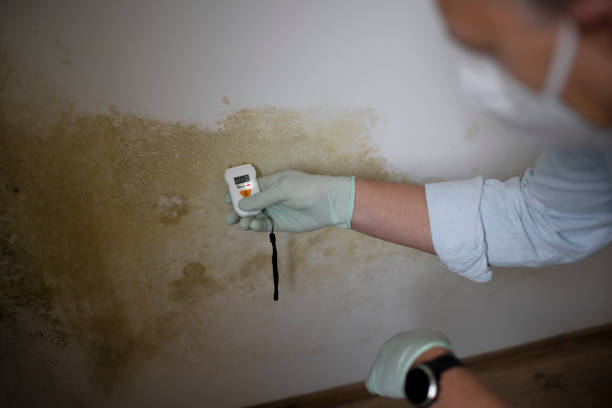 Best Mold Testing and Inspection Services in Sterling City, TX
