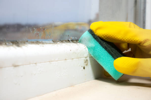 Best Kitchen Mold Remediation in Sterling City, TX