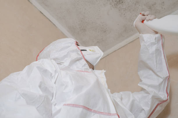 Best Basement Mold Remediation in Sterling City, TX