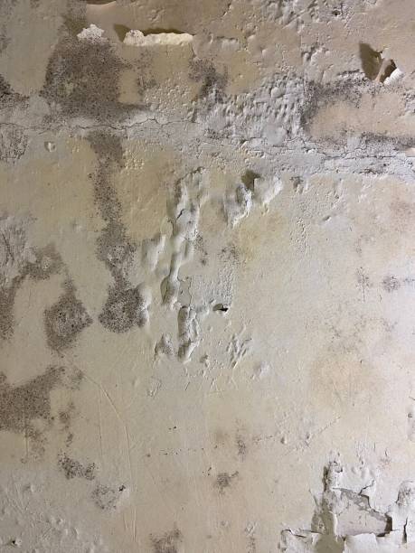 Best Crawl Space Mold Remediation in Sterling City, TX
