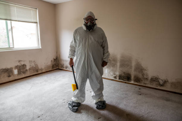 Best White Mold Remediation in Sterling City, TX