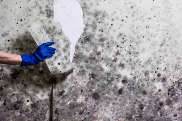 Best DIY Mold Remediation Support Services in Sterling City, TX
