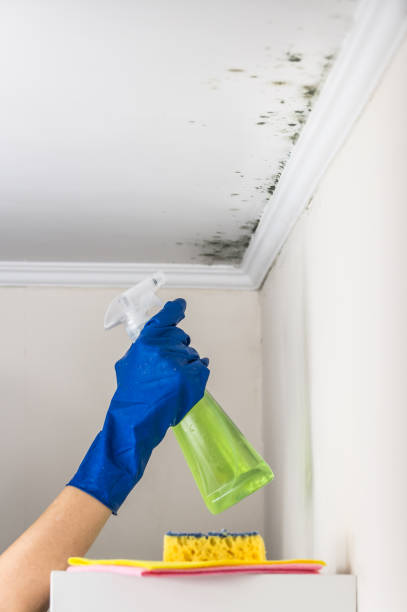 Best Insurance-Related Mold Remediation in Sterling City, TX